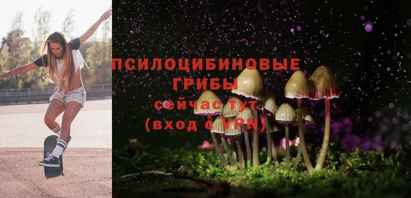 где найти   Мичуринск  Псилоцибиновые грибы Magic Shrooms 